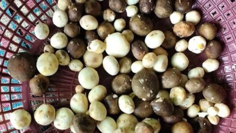 most expensive and natural vegetable of Bastar kpr
