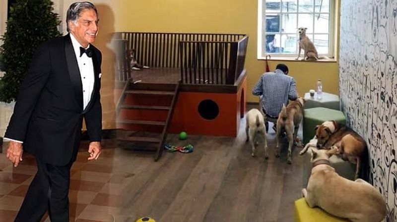 india number one business man crazy with dogs why?