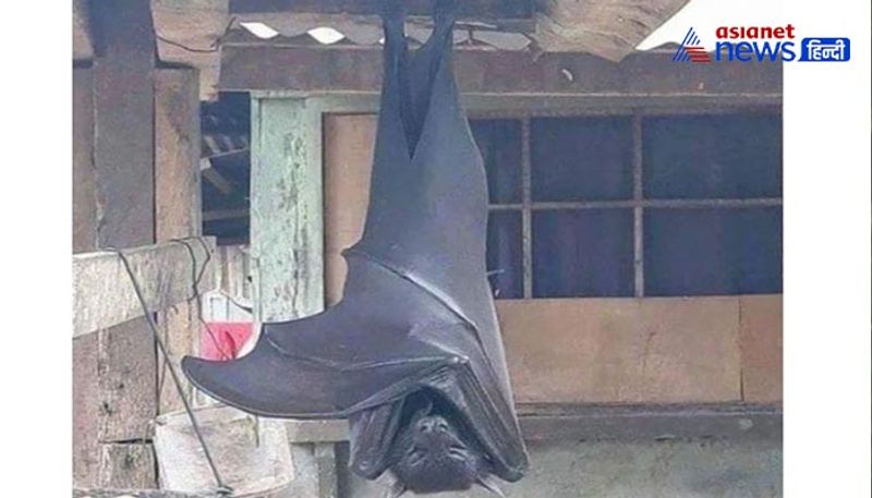 6 feet bats found in Philippines KPZ