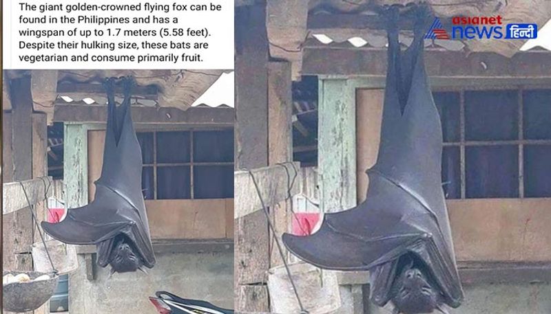6 feet bats found in Philippines KPZ