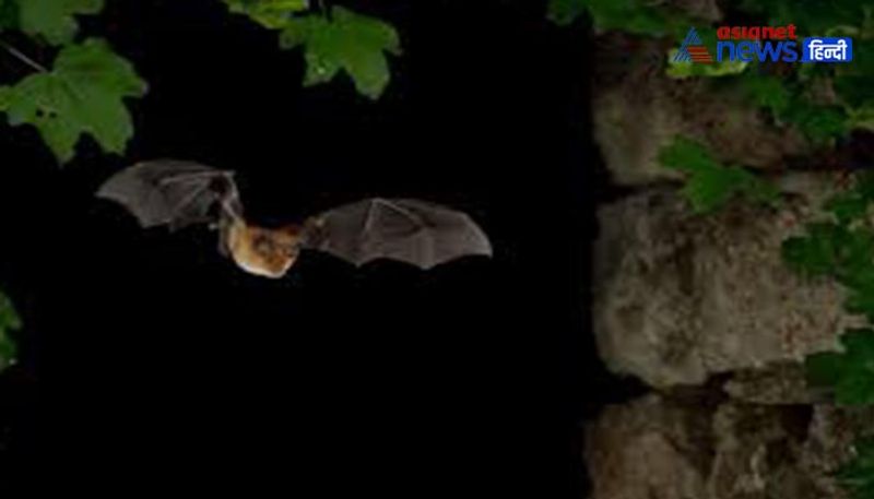 6 feet bats found in Philippines KPZ