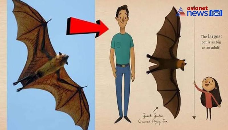 6 feet bats found in Philippines KPZ