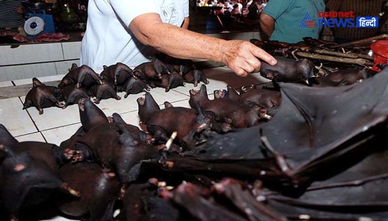 6 feet bats found in Philippines KPZ