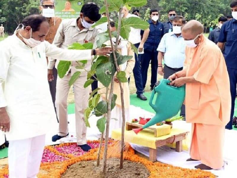 Yogi Adityanath govt plans to plant 25 crore saplings during Van Mahotsav