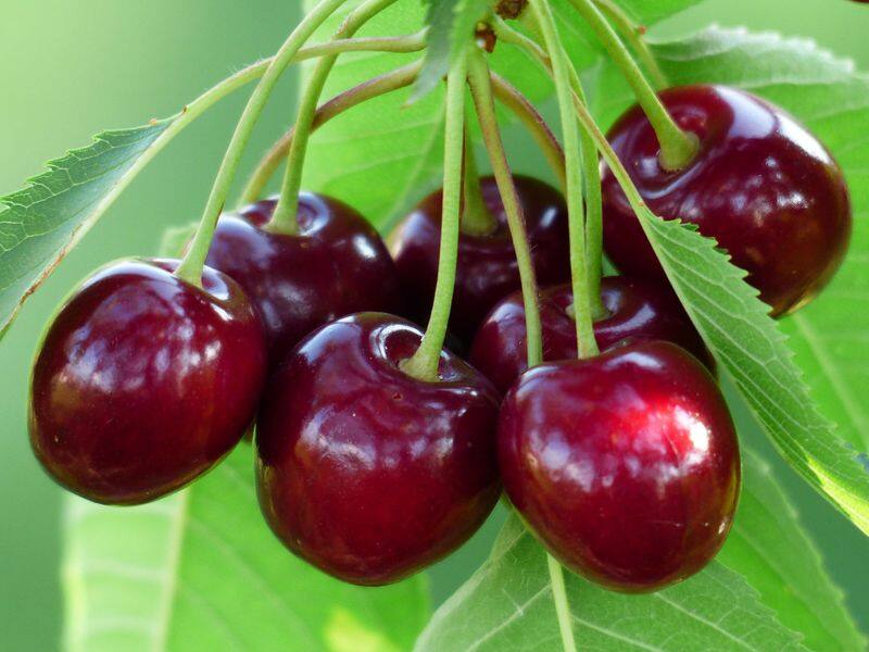 varieties of cherry