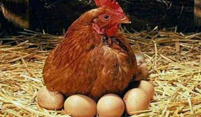 hen gives birth to chicken instead of eggs surprises world kph