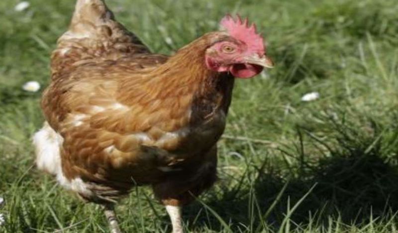 hen gives birth to chicken instead of eggs surprises world kph