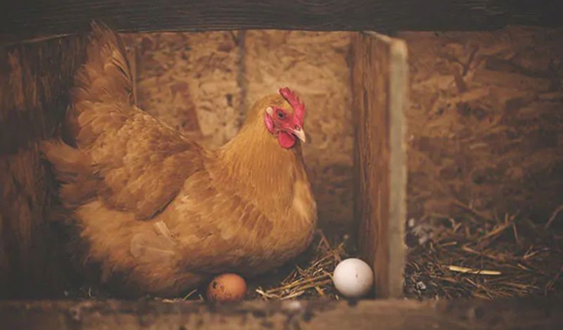 hen gives birth to chicken instead of eggs surprises world kph