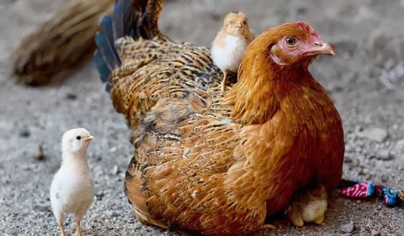 hen gives birth to chicken instead of eggs surprises world kph