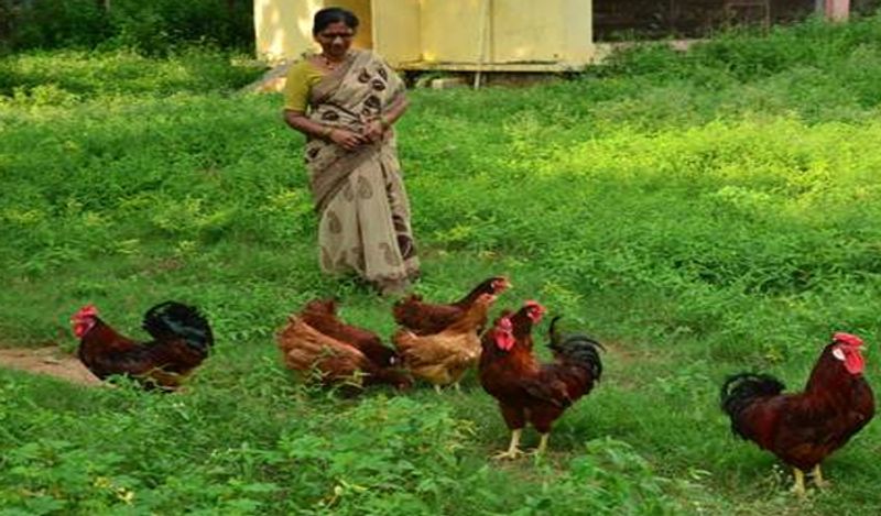hen gives birth to chicken instead of eggs surprises world kph