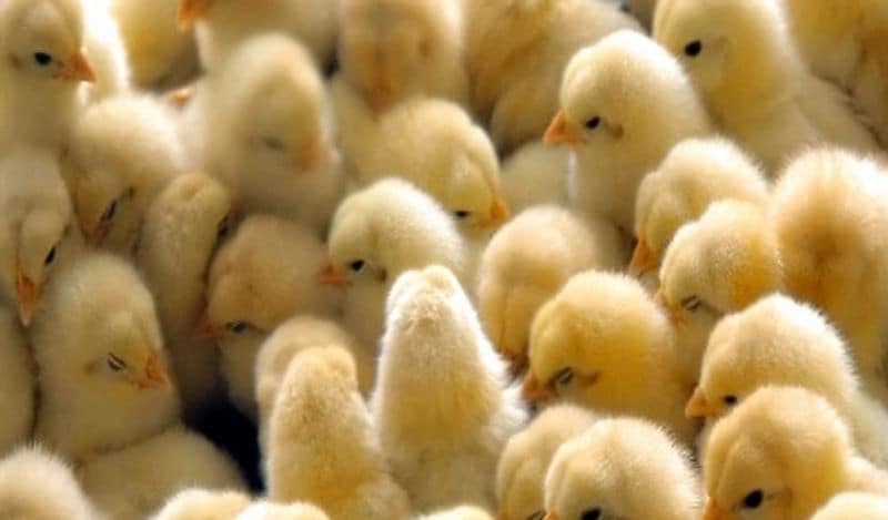 hen gives birth to chicken instead of eggs surprises world kph