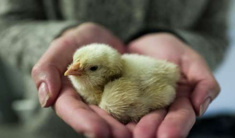 hen gives birth to chicken instead of eggs surprises world kph
