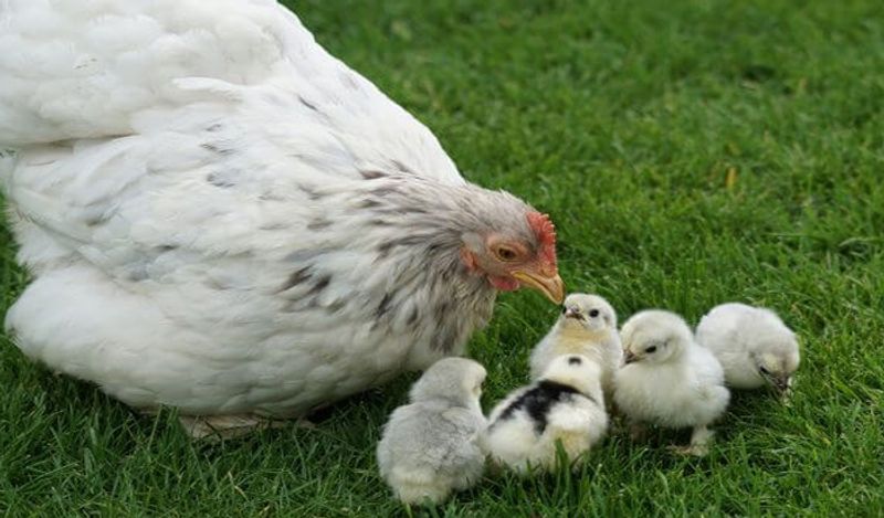 hen gives birth to chicken instead of eggs surprises world kph