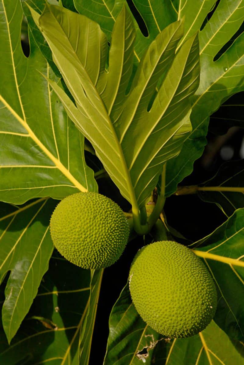 how to grow breadfruit