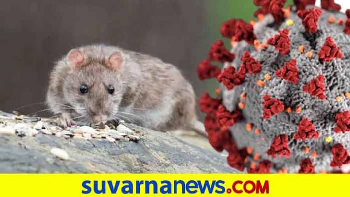 China alert Bubonic plague spread after deadly coronavirus China alert Bubonic plague spread after deadly coronavirus