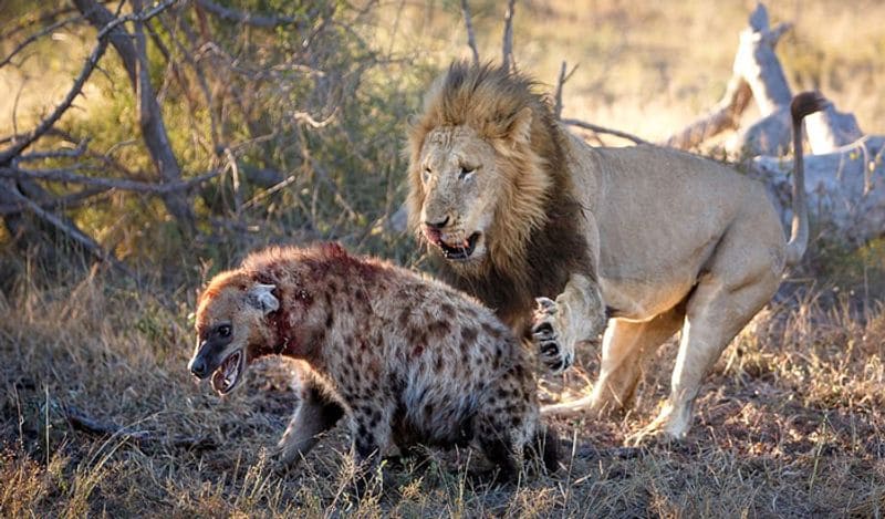 most powerful photos showing lion hunting hyena to death not seen so closely before today in 6 pictures going viral kph