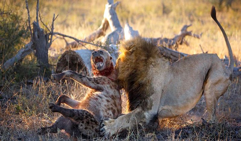 most powerful photos showing lion hunting hyena to death not seen so closely before today in 6 pictures going viral kph