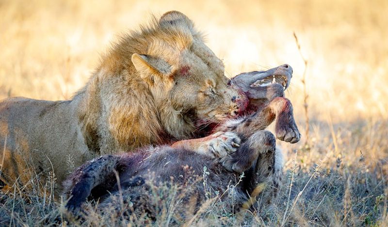 most powerful photos showing lion hunting hyena to death not seen so closely before today in 6 pictures going viral kph