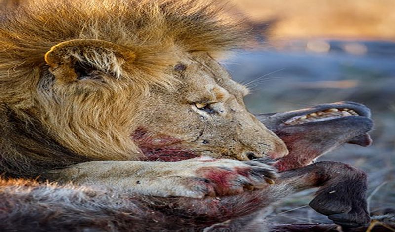most powerful photos showing lion hunting hyena to death not seen so closely before today in 6 pictures going viral kph