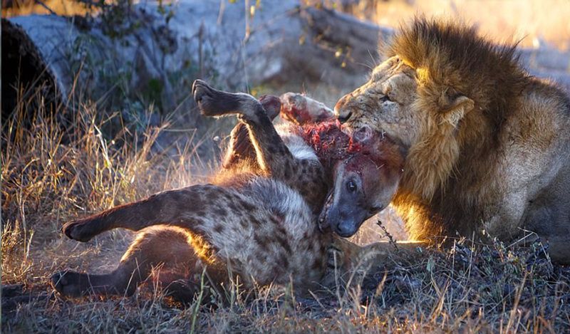 most powerful photos showing lion hunting hyena to death not seen so closely before today in 6 pictures going viral kph
