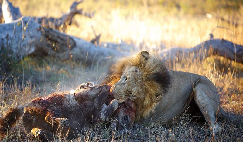 most powerful photos showing lion hunting hyena to death not seen so closely before today in 6 pictures going viral kph