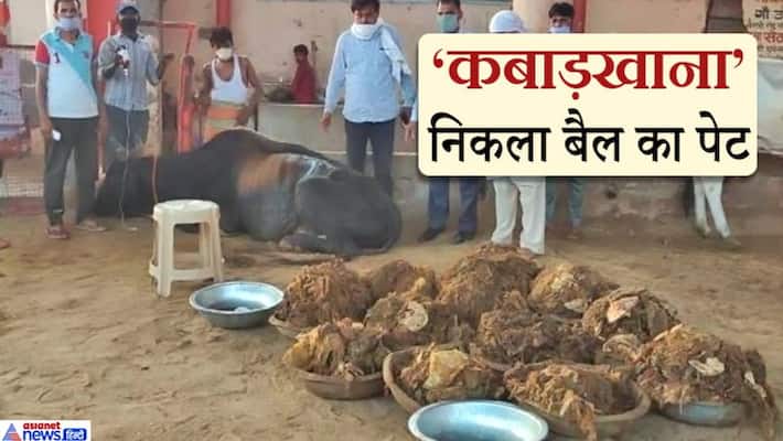 Jhajjar News, 150 kg polythene, iron scrap and coins released from bull stomach during the operation kpa Jhajjar News, 150 kg polythene, iron scrap and coins released from bull stomach during the operation kpa