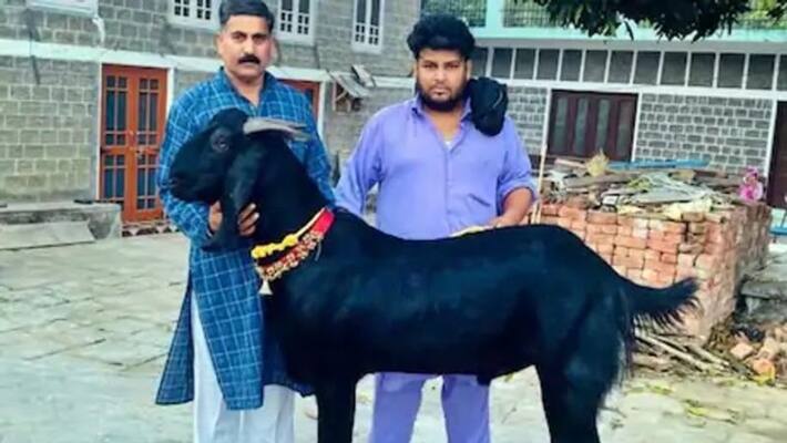 himachal pradesh news 136 kg hegoat from bilaspur seller worth 70 thousand in bilaspur kpr himachal pradesh news 136 kg hegoat from bilaspur seller worth 70 thousand in bilaspur kpr