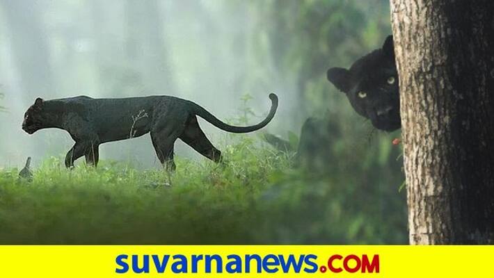 Karnataka Black Panther Pic Goes Viral People Call It Bagheera Karnataka Black Panther Pic Goes Viral People Call It Bagheera