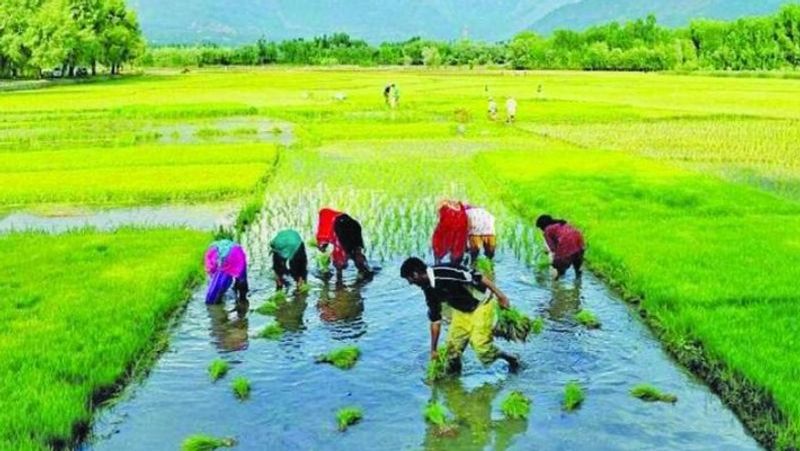 Verification process will be started in PM Kisan Samman Nidhi Scheme MJA