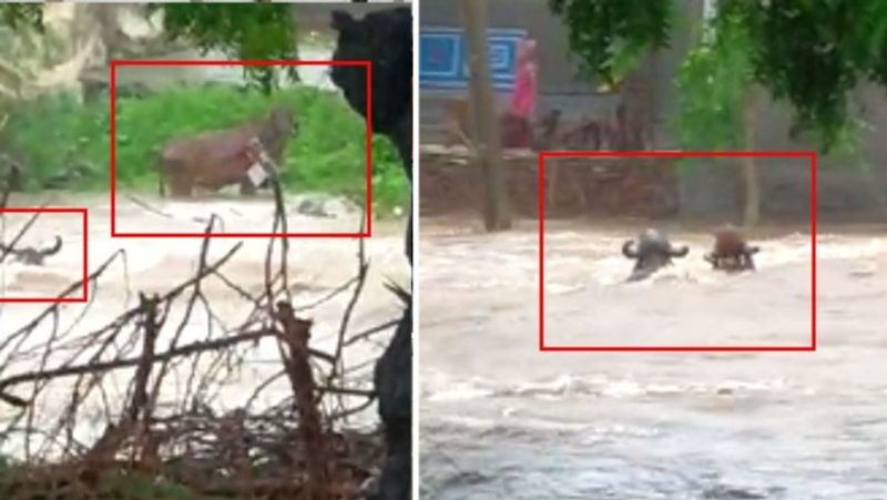 heavy rain in gujarat 40 cattle of gaushala washed away kpr