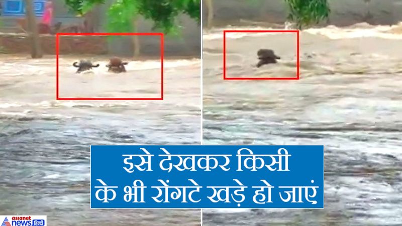 heavy rain in gujarat 40 cattle of gaushala washed away kpr