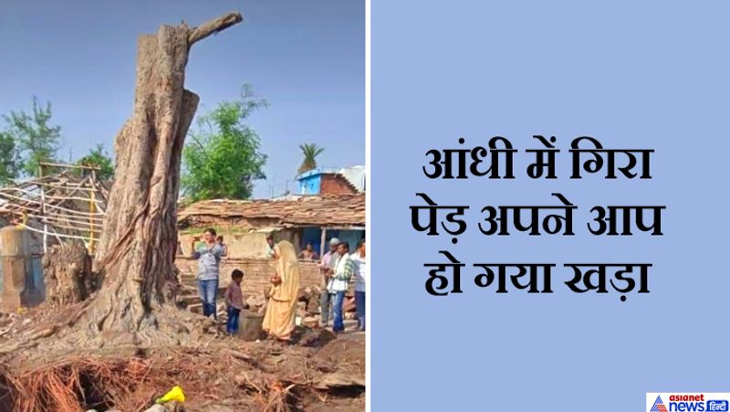 madhyapradesh news, Story of a mysterious incident related an old peepal tree in vidisha kpa