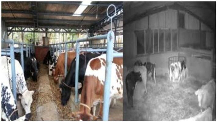 An old man having sex with cow An old man having sex with cow