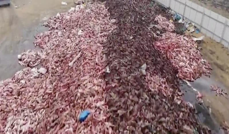 animals beaten with iron rods for fur trade business captured skinned alive in Secret camera that records horrific crime kph
