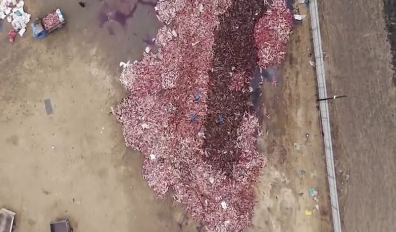 animals beaten with iron rods for fur trade business captured skinned alive in Secret camera that records horrific crime kph