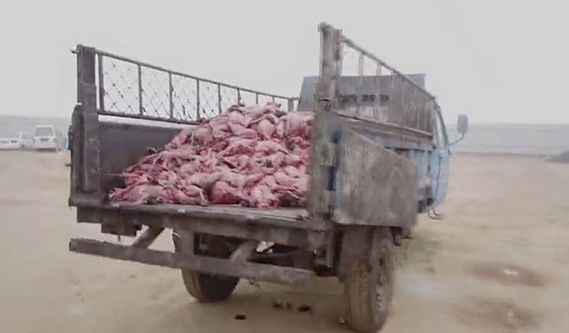 animals beaten with iron rods for fur trade business captured skinned alive in Secret camera that records horrific crime kph