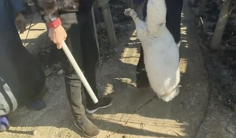 animals beaten with iron rods for fur trade business captured skinned alive in Secret camera that records horrific crime kph