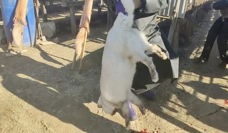 animals beaten with iron rods for fur trade business captured skinned alive in Secret camera that records horrific crime kph