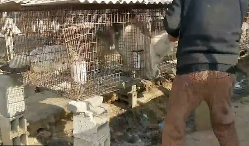 animals beaten with iron rods for fur trade business captured skinned alive in Secret camera that records horrific crime kph