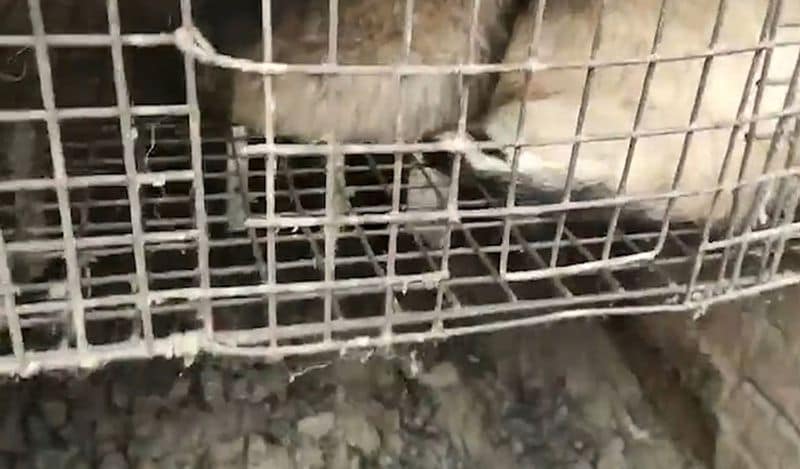 animals beaten with iron rods for fur trade business captured skinned alive in Secret camera that records horrific crime kph
