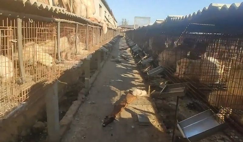 animals beaten with iron rods for fur trade business captured skinned alive in Secret camera that records horrific crime kph