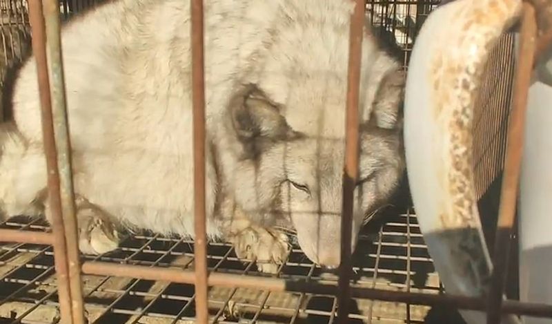 animals beaten with iron rods for fur trade business captured skinned alive in Secret camera that records horrific crime kph