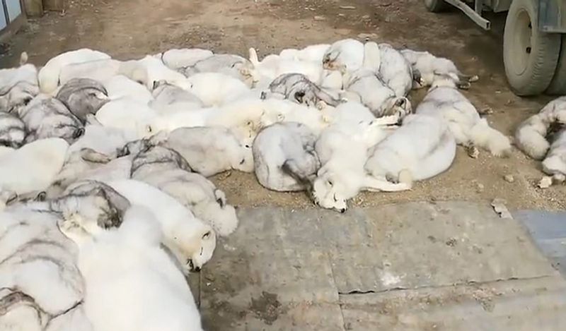 animals beaten with iron rods for fur trade business captured skinned alive in Secret camera that records horrific crime kph