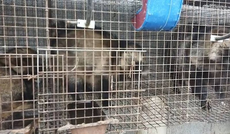 animals beaten with iron rods for fur trade business captured skinned alive in Secret camera that records horrific crime kph