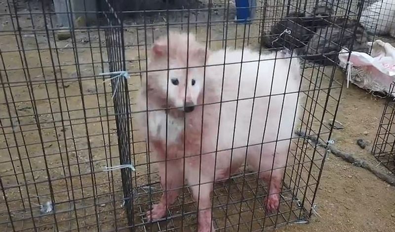 animals beaten with iron rods for fur trade business captured skinned alive in Secret camera that records horrific crime kph