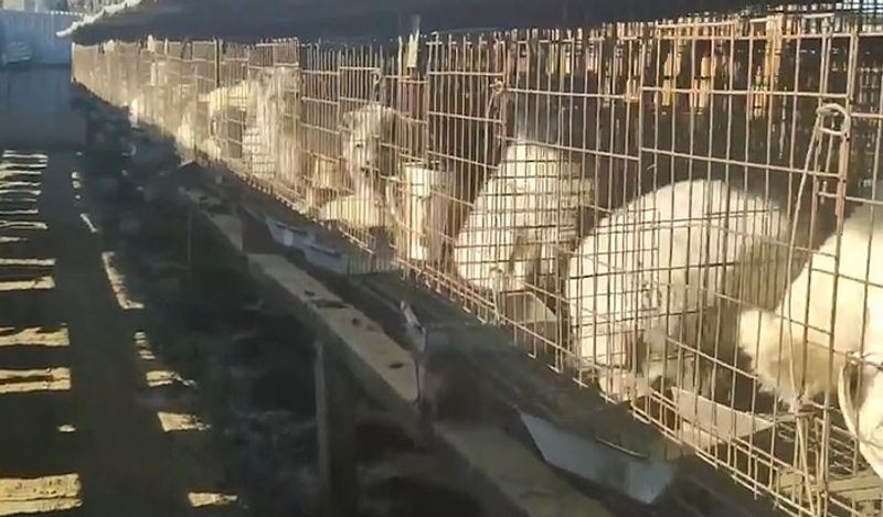 animals beaten with iron rods for fur trade business captured skinned alive in Secret camera that records horrific crime kph