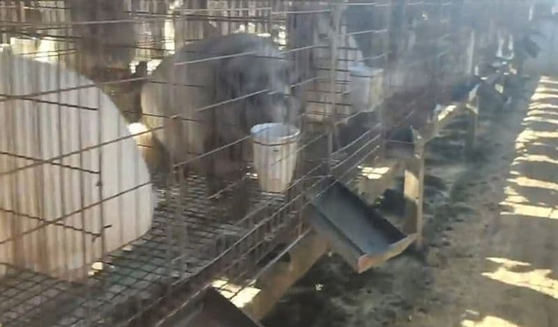 animals beaten with iron rods for fur trade business captured skinned alive in Secret camera that records horrific crime kph