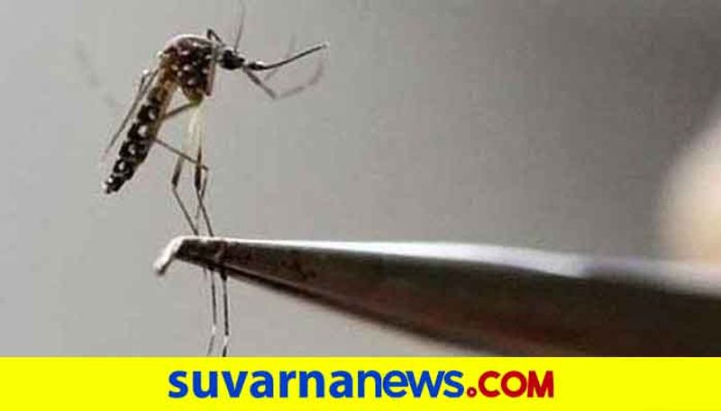 Parijata will be useful for chikungunya Malaria Dengue fever