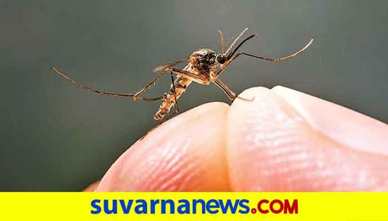 How to protect yourself from being affected from dengue
