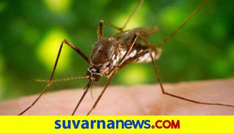 How to protect yourself from being affected from dengue